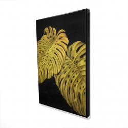 Gold monstera