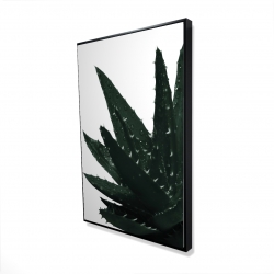 Plante aloès