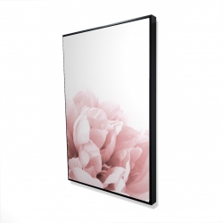 Peonie, fleur de rêve