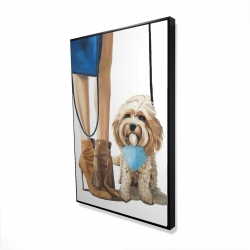 Chien cavoodle à la mode