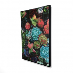 Set of colorful succulents