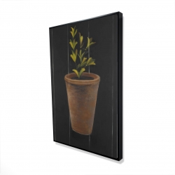 Plant of marjolaine