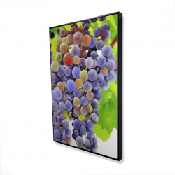 Bunch of grapes