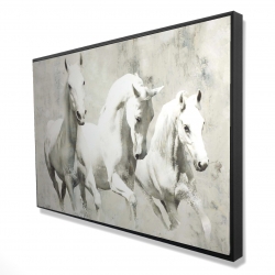Three white horses running