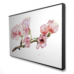 Branch of cherry blossom in pink