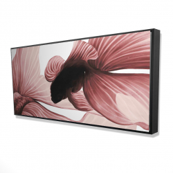 Deux betta rouge