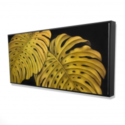 Gold monstera