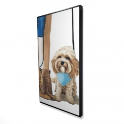 Chien cavoodle à la mode