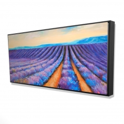 Lavender fields
