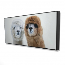 Two lamas