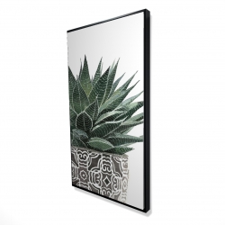 Zebra plant succulent