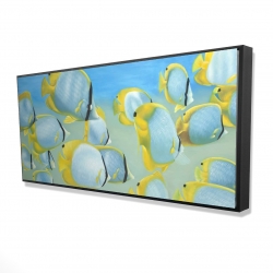 Butterfly fishes