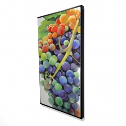 Colorful bunch of grapes