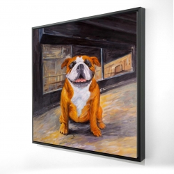 Bouledogue souriant