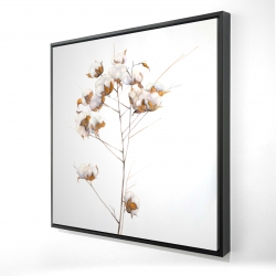 Branche de fleurs de coton