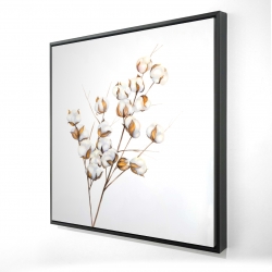 A branch of cotton flowers