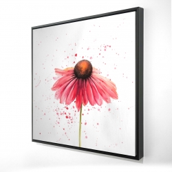 Pink daisy
