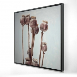 Plantes à tête de pavot sépia