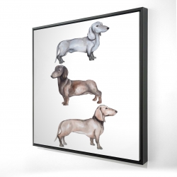 Chiens teckel