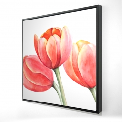 Belles tulipes 