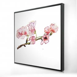 Branch of cherry blossom in pink