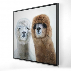Two lamas