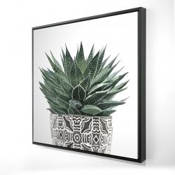 Zebra plant succulent