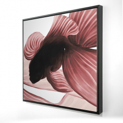 Deux betta rouge