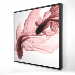 Poissons betta rouge