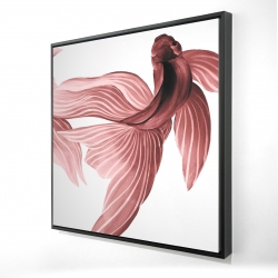 Poissons betta rouge