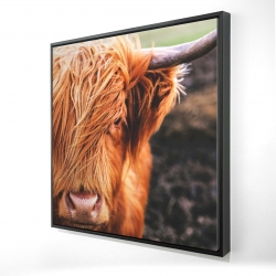Vache highland portrait