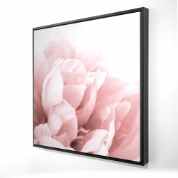 Peonie, fleur de rêve