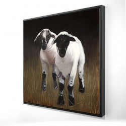Two lambs