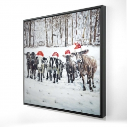 Curious christmas cows