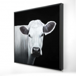 White cow