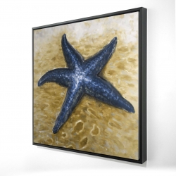 Belle étoile de mer