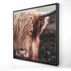 Vache highland désaturée