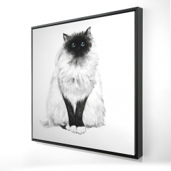 Blue eyes fluffy siamese cat