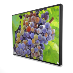 Bunch of grapes