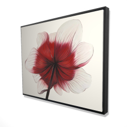 Anemone red flower