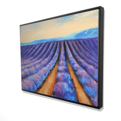 Lavender fields