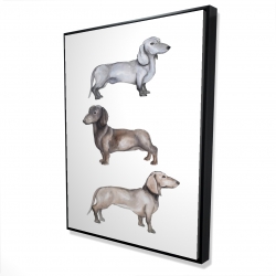 Chiens teckel