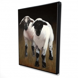 Two lambs