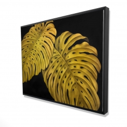 Gold monstera