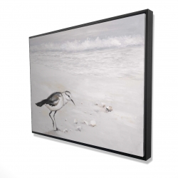 Semipalmated sandpiper