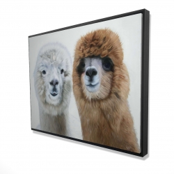 Two lamas