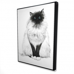 Blue eyes fluffy siamese cat