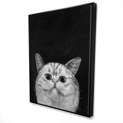 Watching cat