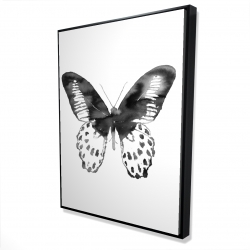 Papillon noir