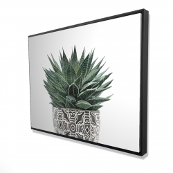 Zebra plant succulent